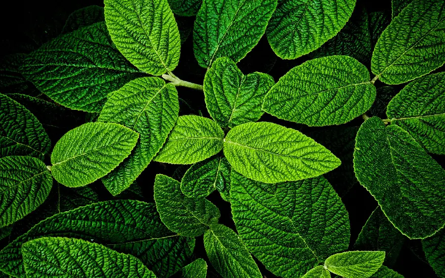 Mint Texture and Design Photo with Black Background Full HD
