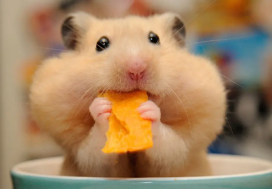 Download the attractive and beautiful background of a hamster eating food 