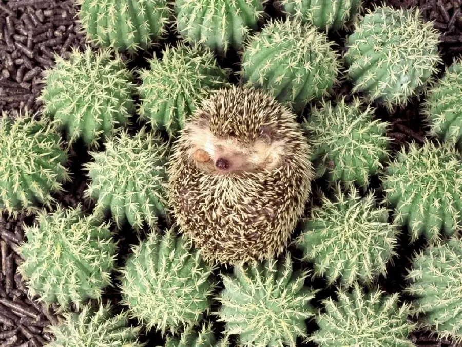 Attractive and stunning stock of the similarity of a hedgehog with a cactus plant