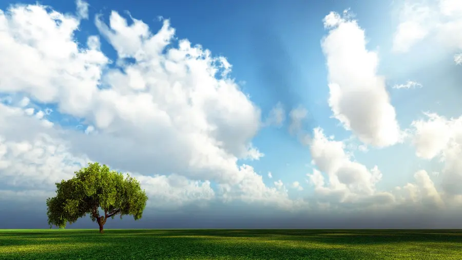Simple nature picture of tree and clear blue sky full of clouds 