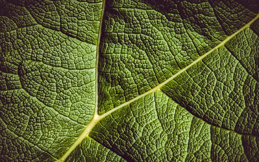 A very spectacular macro photo of a green leaf with symmetrical apertures
