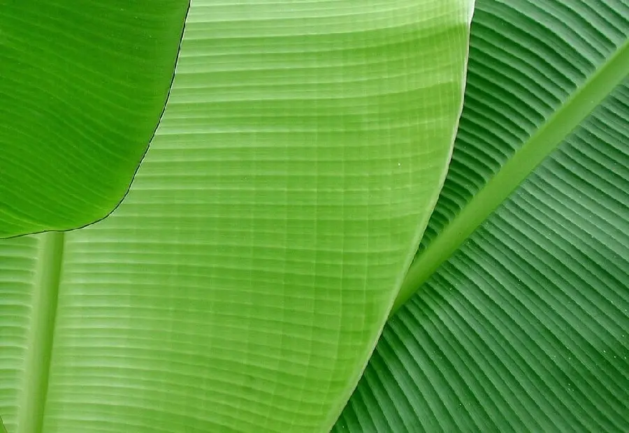 Download an amazing and macro photo of beautiful leaves of the banana tree