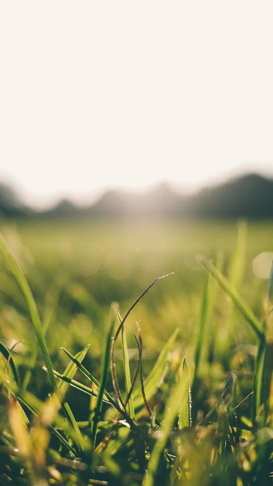 Beautiful wallpaper of green plants under the summer sun for all types of Samsung phones