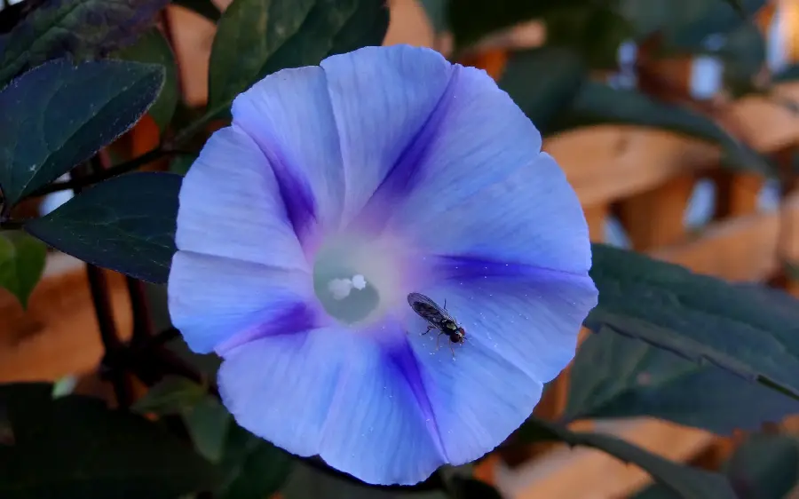 Wallpaper Fantastic purple flower with high quality 