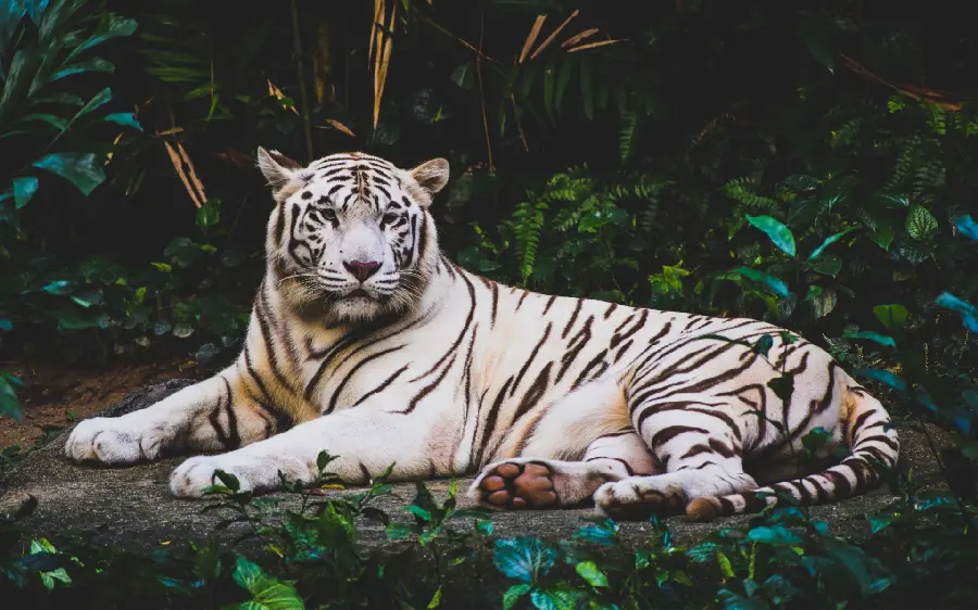A stylish and dreamy story of a striped white tiger among the leaves of the forest
