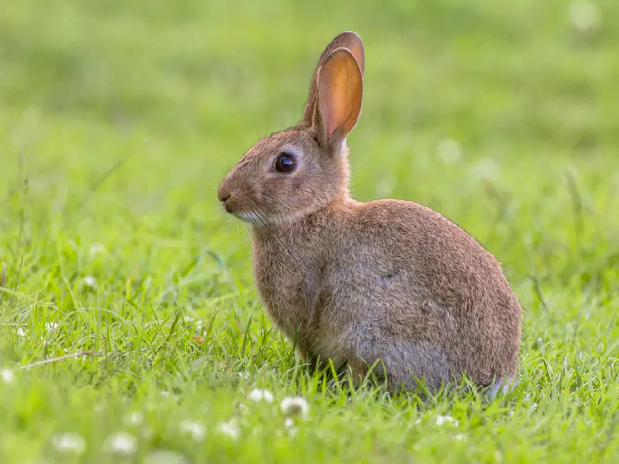A widely used wild rabbit image suitable for laptop backgrounds 