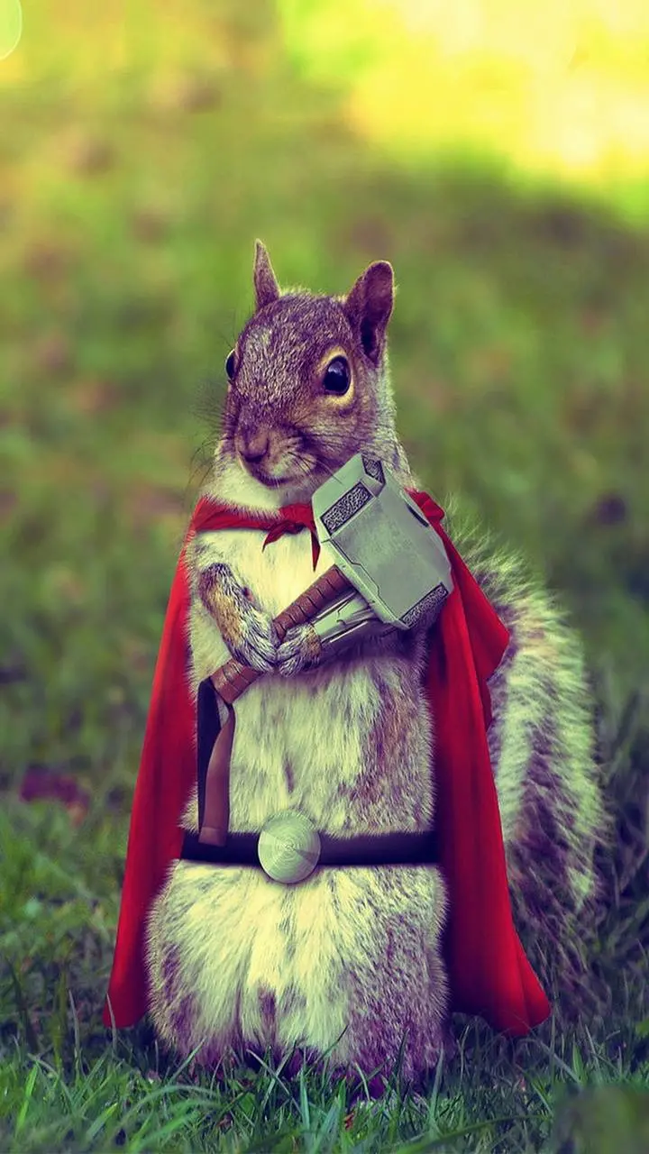 Super beautiful wallpaper of a young squirrel Cute with excellent quality 