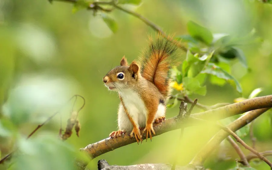 Amazing and interesting background of squirrels among green plants in nature