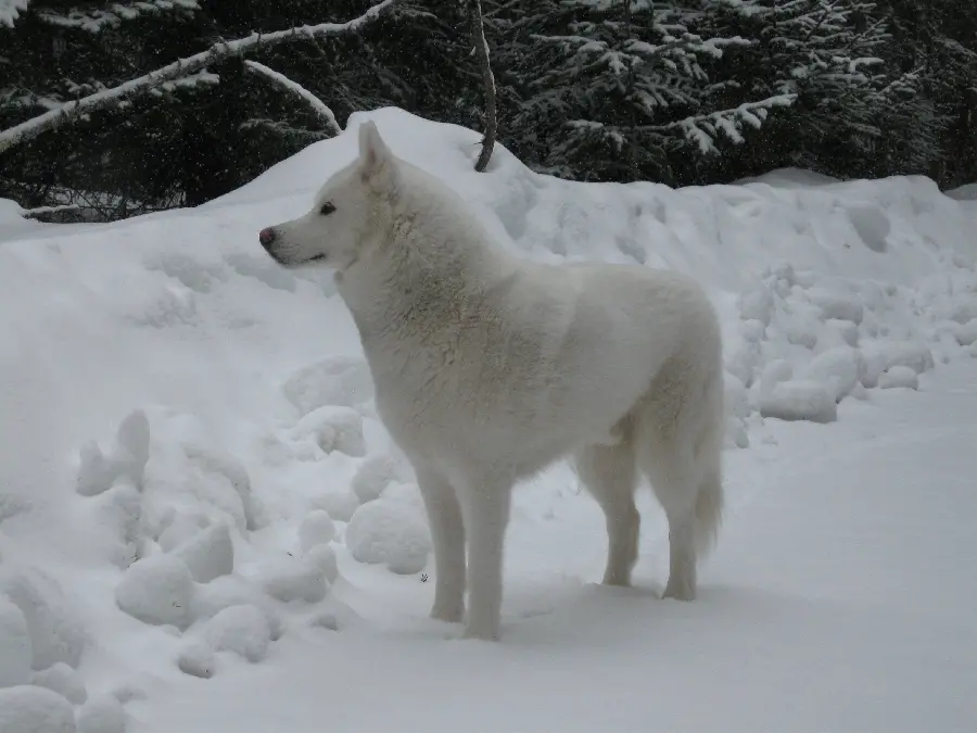  A unique and spectacular wallpaper of a white husky on the snow in a dense forest 