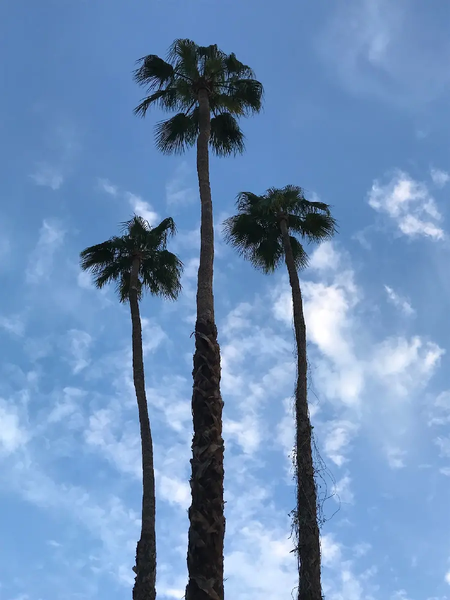 Lovely image of a palm tree under a blue sky for Samsung wallpaper