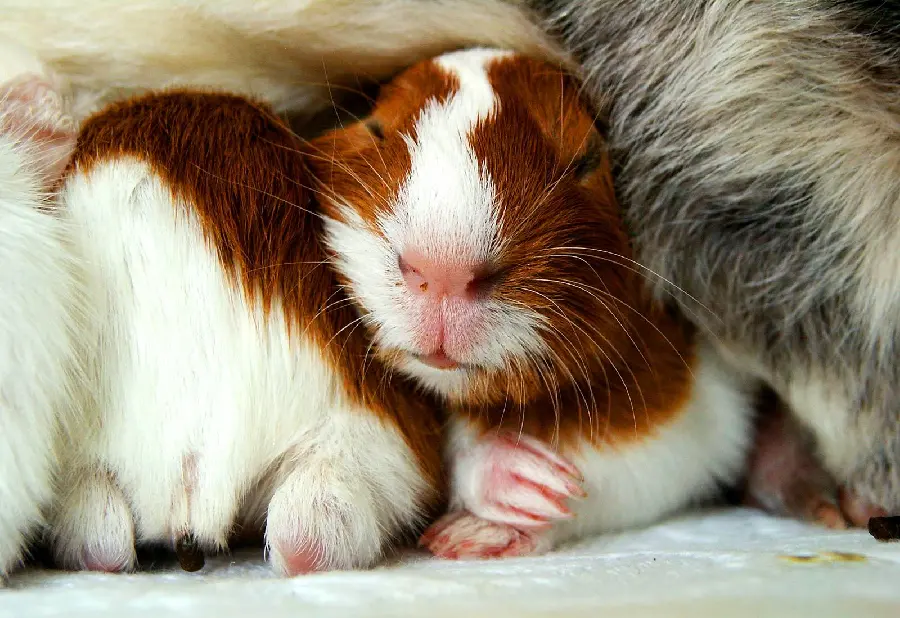 Amazing and very beautiful photo of guinea pigs with excellent quality 