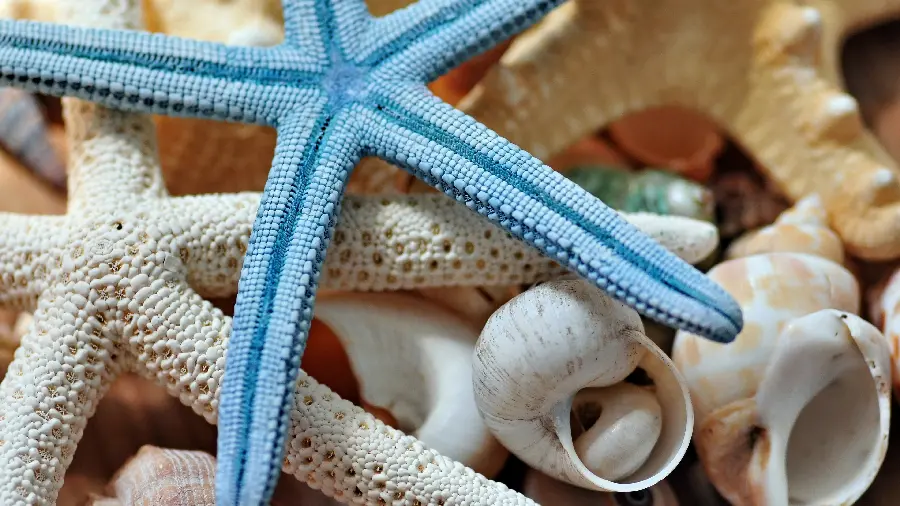 Unique and Spectacular natural shells 