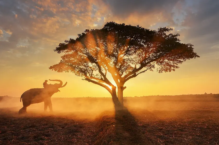 Attractive background of the sunset and an elephant next to the tree 