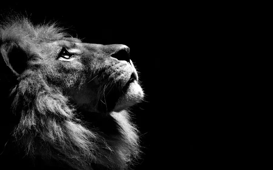 Black and White Stock Photo Real lion suitable for printing posters and signs 