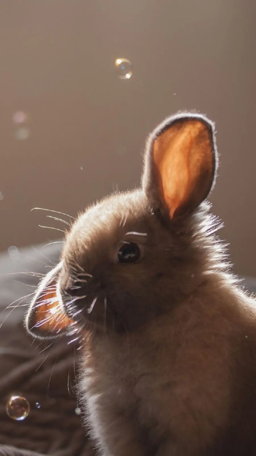 Beautiful drawing of a baby rabbit with bubbles around it
