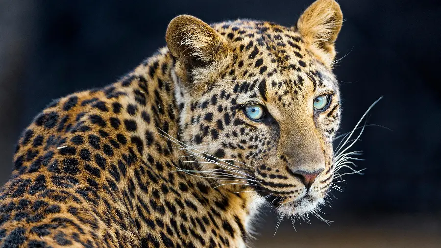Download the background photo of a leopard with blue eyes in very good quality