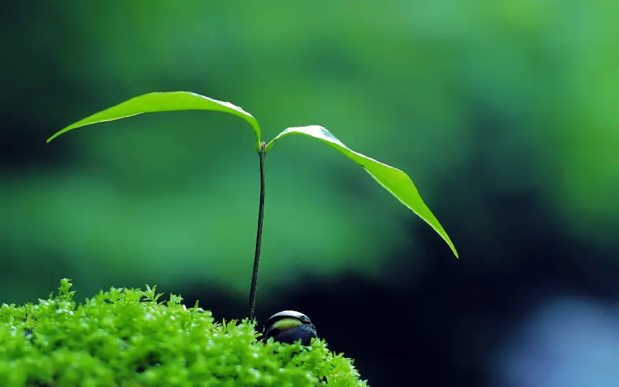 Quality poster of famous Japanese nature Zen for lovers of this field 