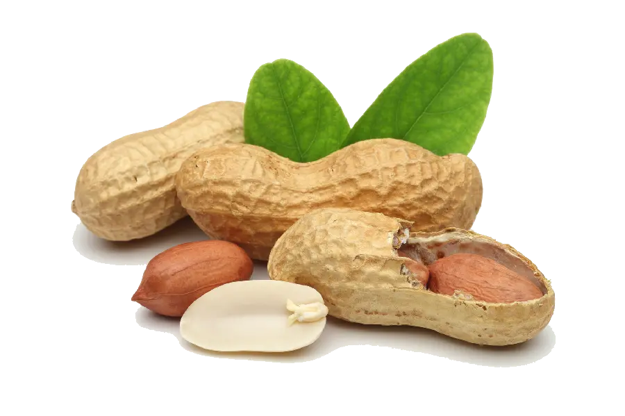 The latest delicious peanut png photo in shell