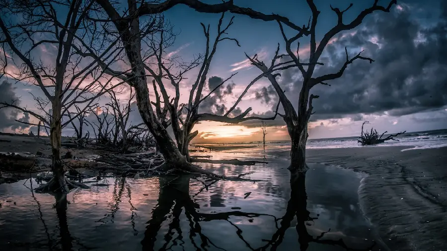 Amazing and interesting picture of dried trees in the middle of the sea
