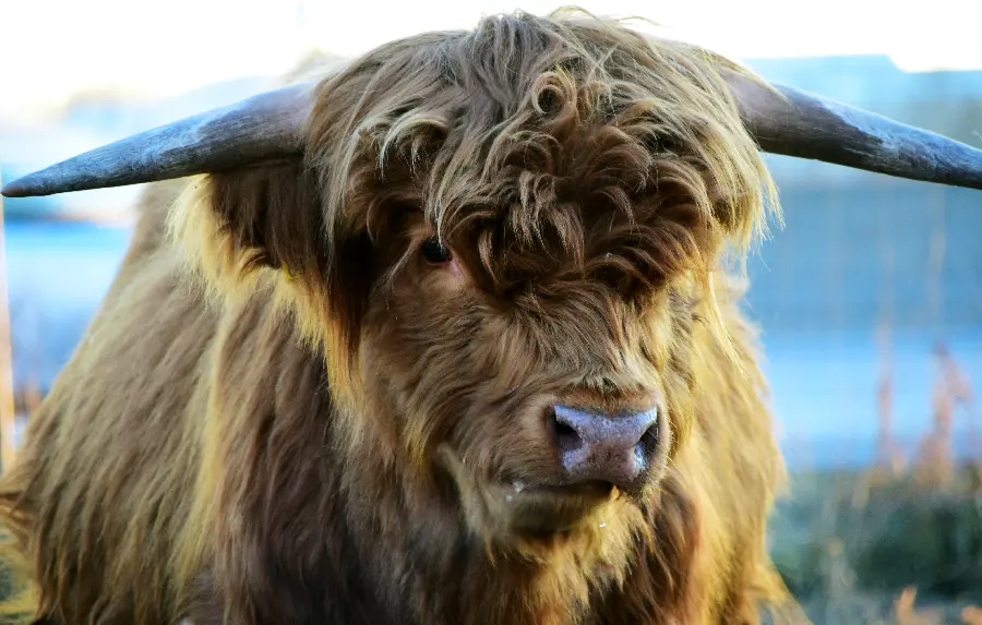 Picture of a wild buffalo with long horns and a furry body