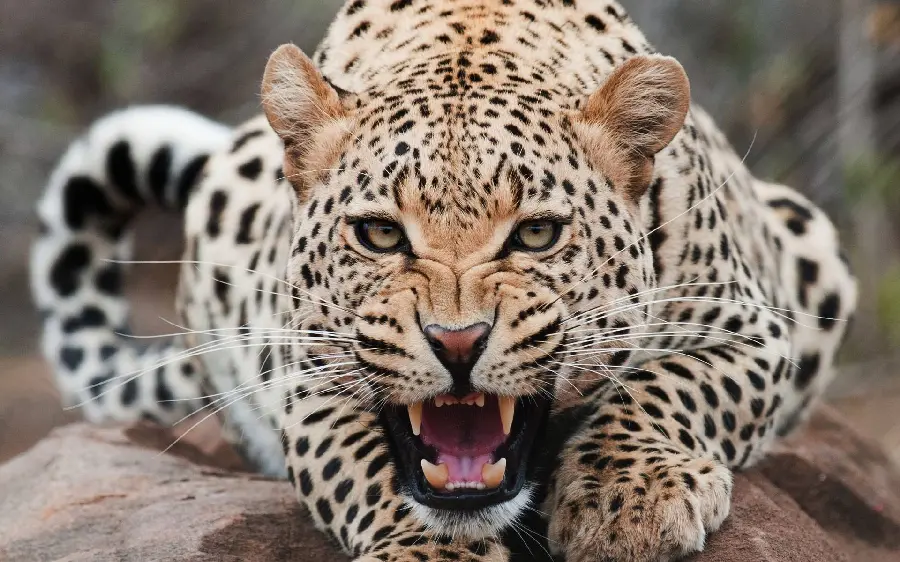 The most mysterious and frightening background of a wild and dangerous angry leopard