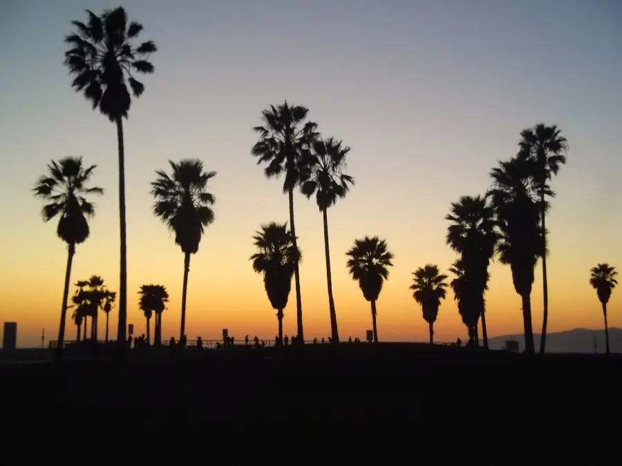 Photo of coconut trees and the sunset horizon in the city of Los Angeles, USA