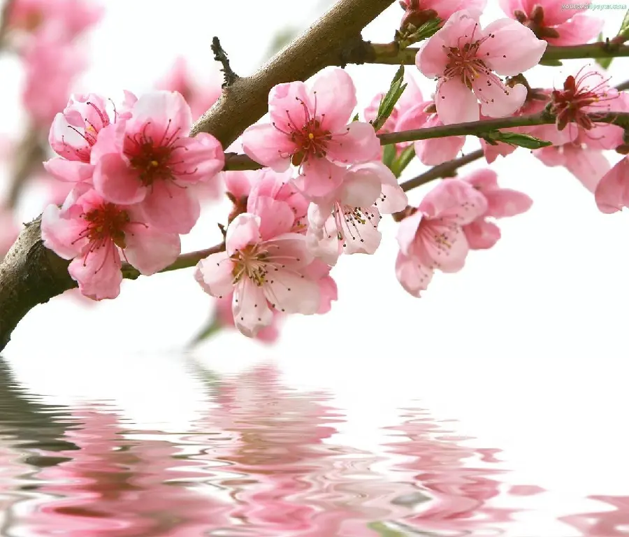 Unique and beautiful wallpaper of peach blossoms in excellent quality 