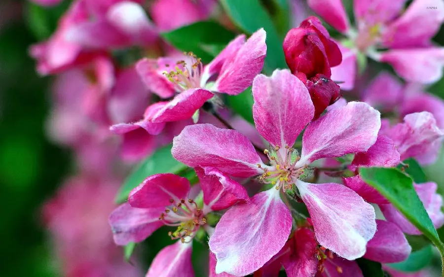 A macro photo of a beautiful magenta blossom with amazing petals