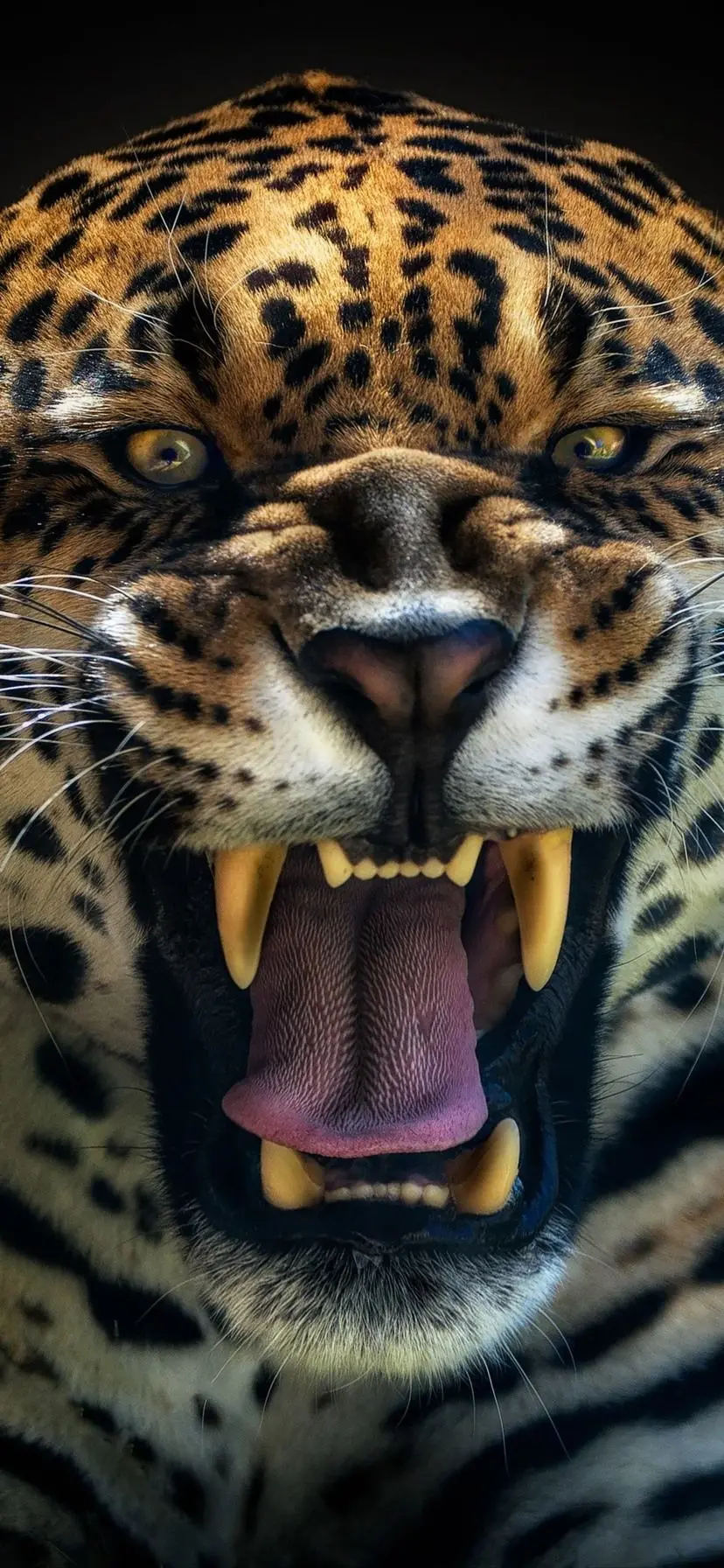 Wild and predatory jaguar wallpaper from a direct view with sharp teeth