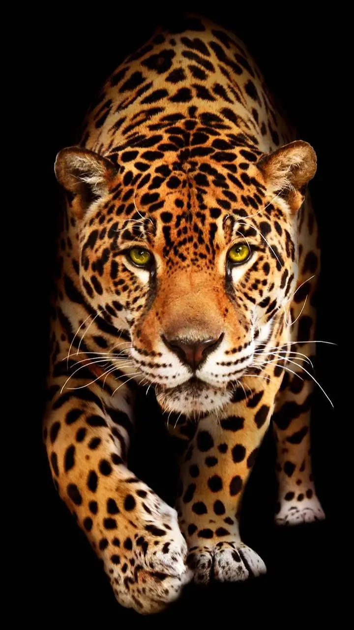 Predatory jaguar wallpaper ready to dive for its prey 