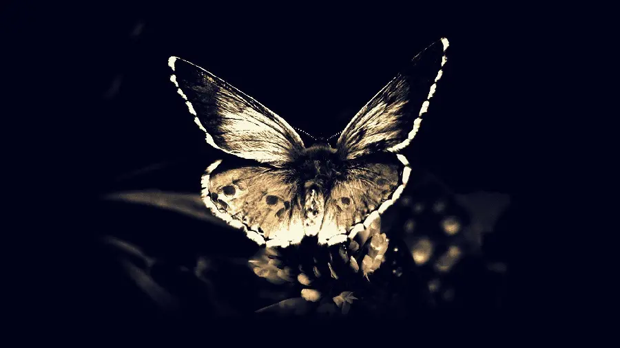A photo of a golden butterfly for tablet wallpaper