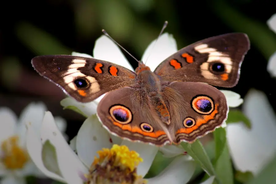 High Quality Portrait of an Amazing Butterfly on a Chamomile Flower