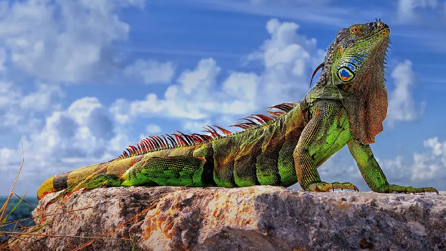 A very attractive photo of a very strange reptile with very good quality 
