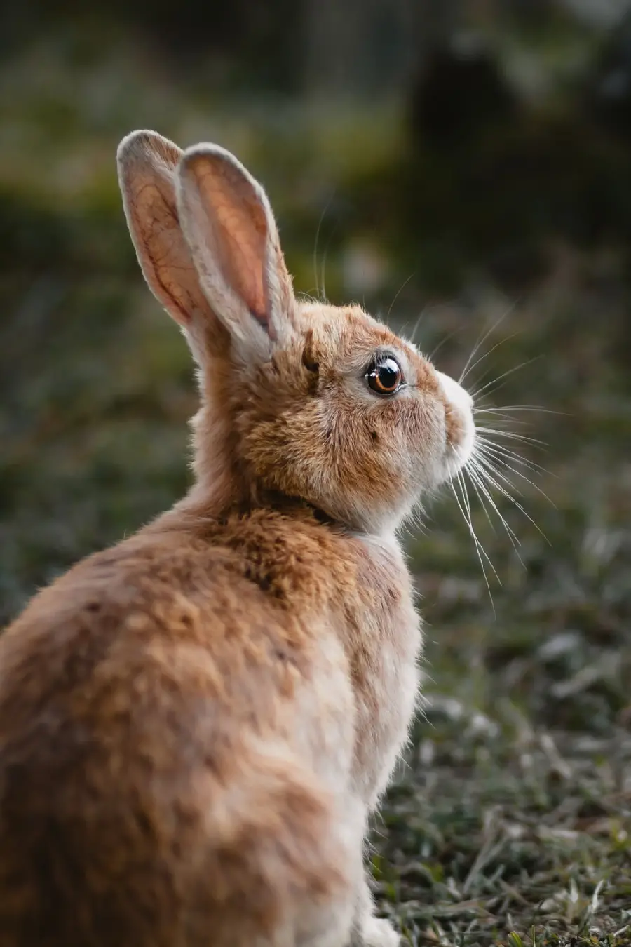 A spectacular frame of a wild rabbit profile view for a tablet background