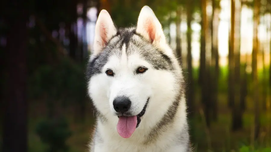  A very beautiful photo of a beautiful husky with long and beautiful ears 