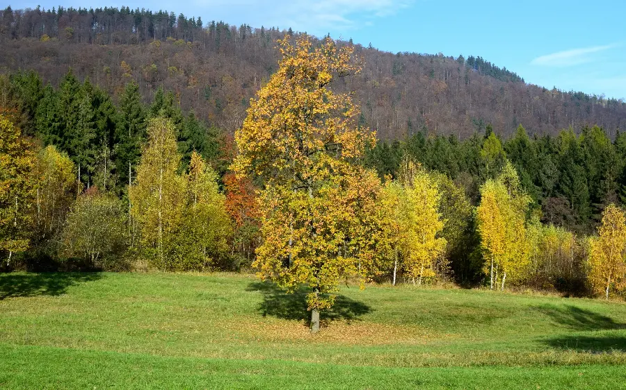 Amazing and spectacular background of green trees with a large plain 