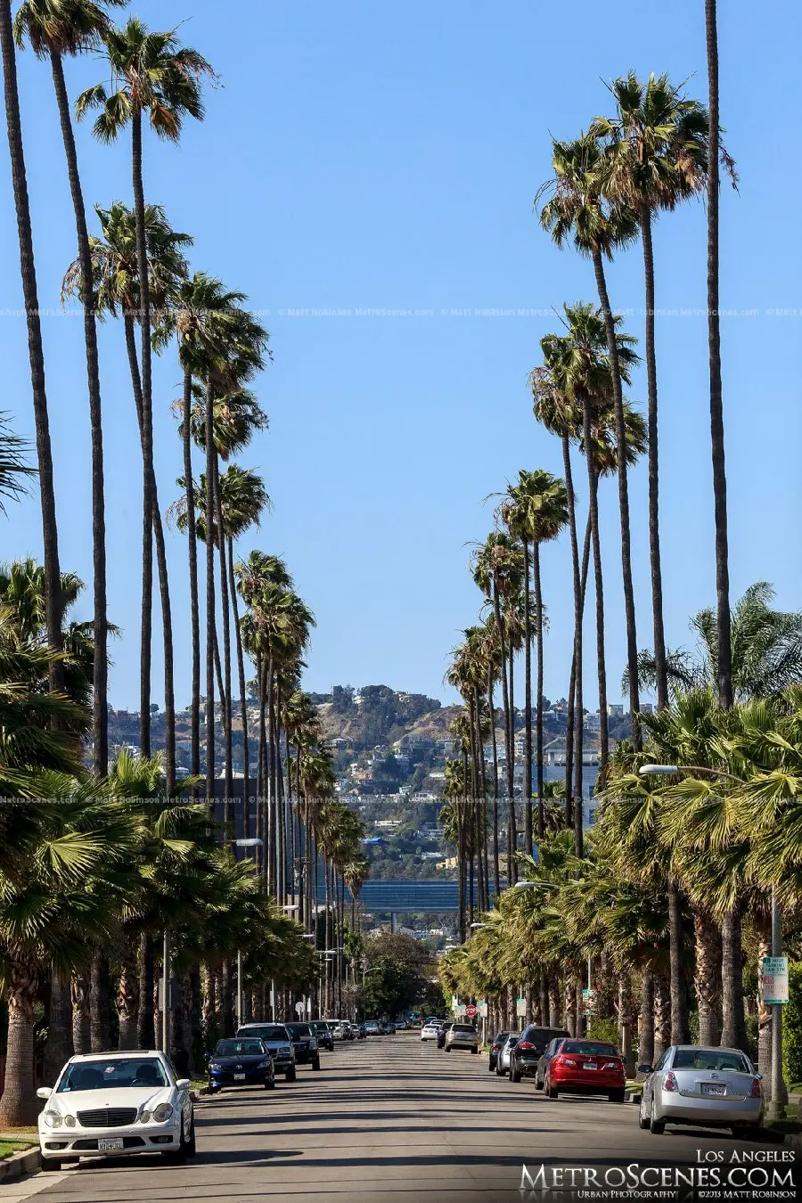 Stock photo of a street surrounded by foxtail palm trees in Los Angeles, USA