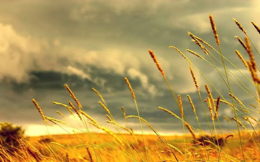 Highland wheat field wallpaper in a vast plain with cloudy sky