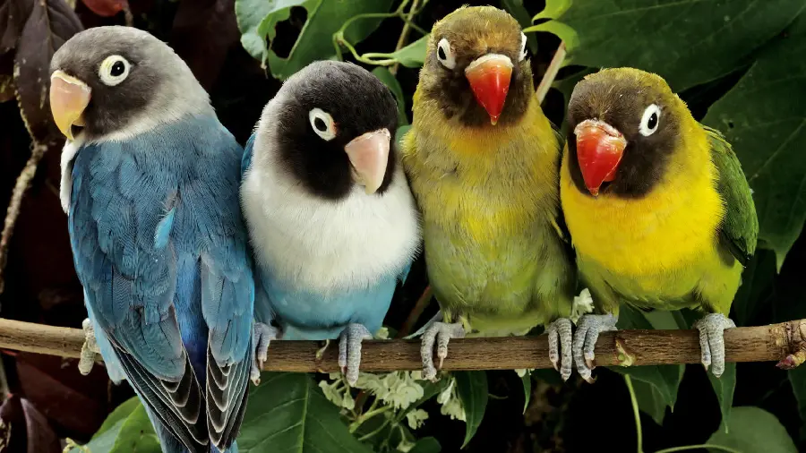 Wallpaper photo of a pair of talking and colorful parrots