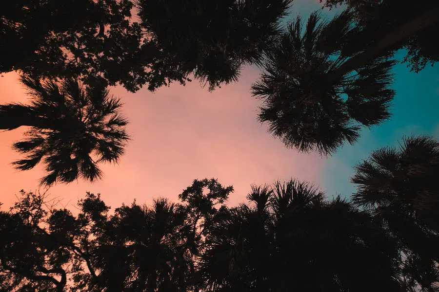 A corner of a palm grove under pink clouds at sunset in Los Angeles