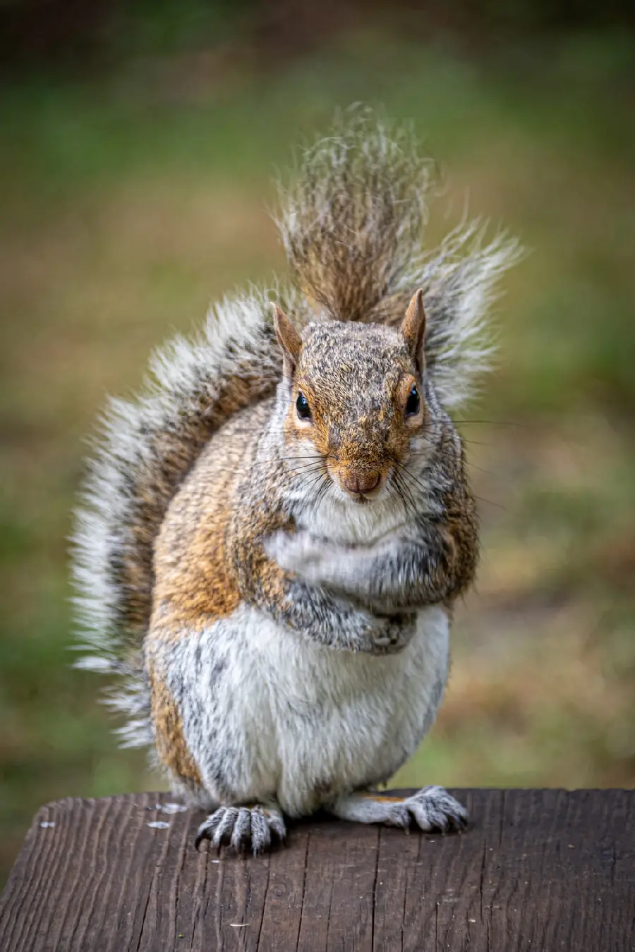 Unique photo of a beautiful little squirrel with excellent quality 