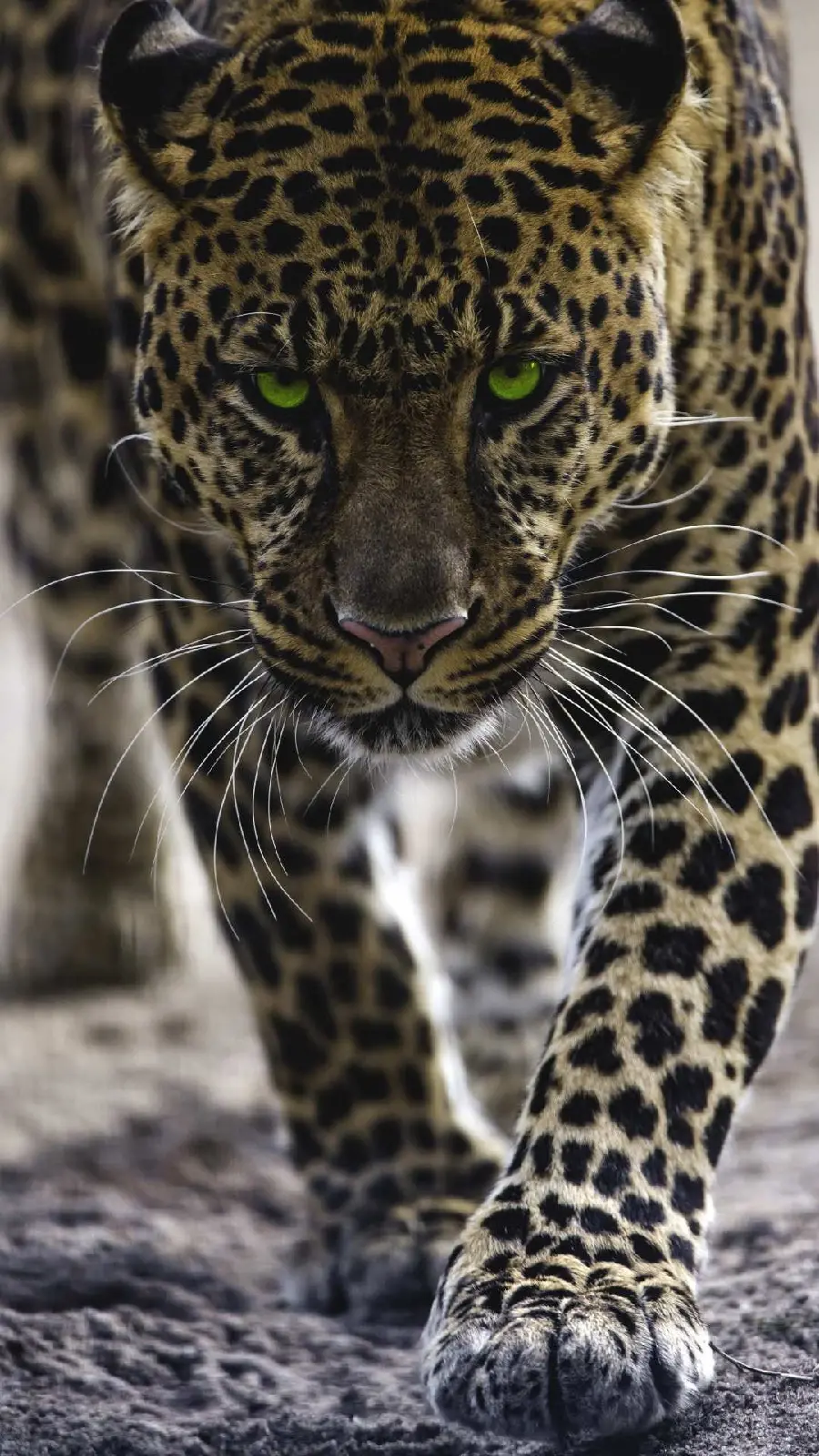 Wallpaper of a predatory jaguar walking with beautiful eyes 