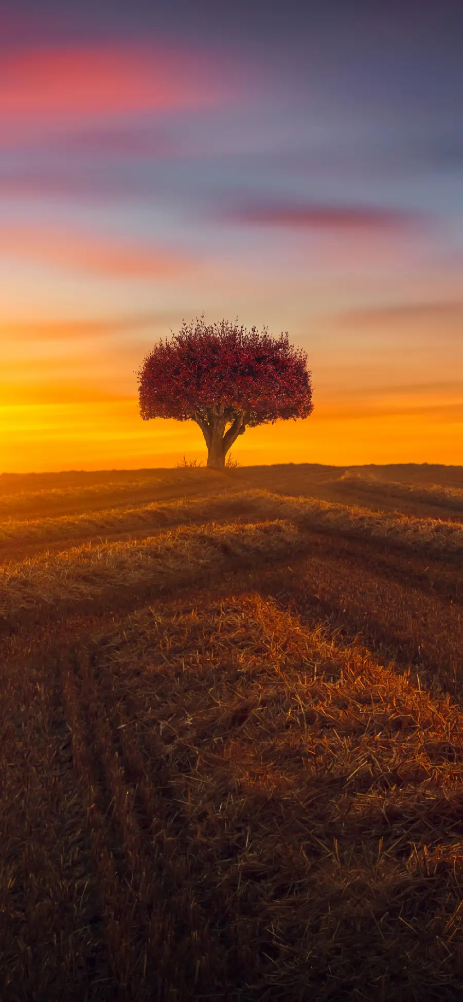 A picture of a single tree with a sunset Orange and beautiful for background 