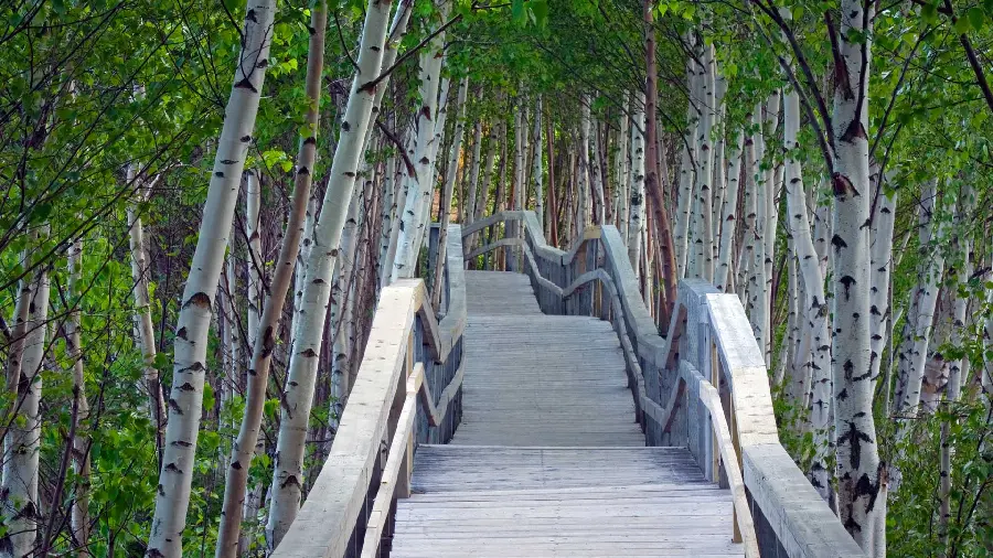 A unique and spectacular background of a beautiful path for wallpaper 