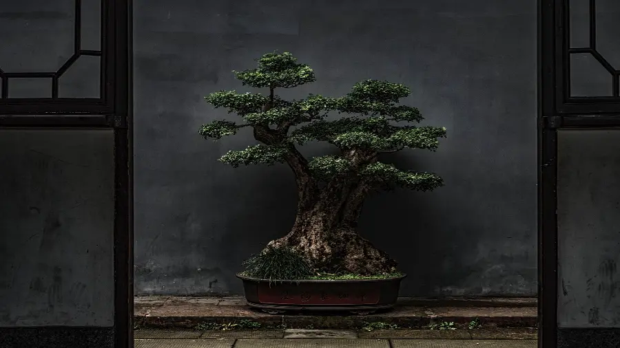  Attractive and spectacular wallpaper of a unique bonsai tree at night 