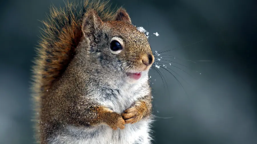 Download a very interesting and spectacular image of a squirrel in the snow