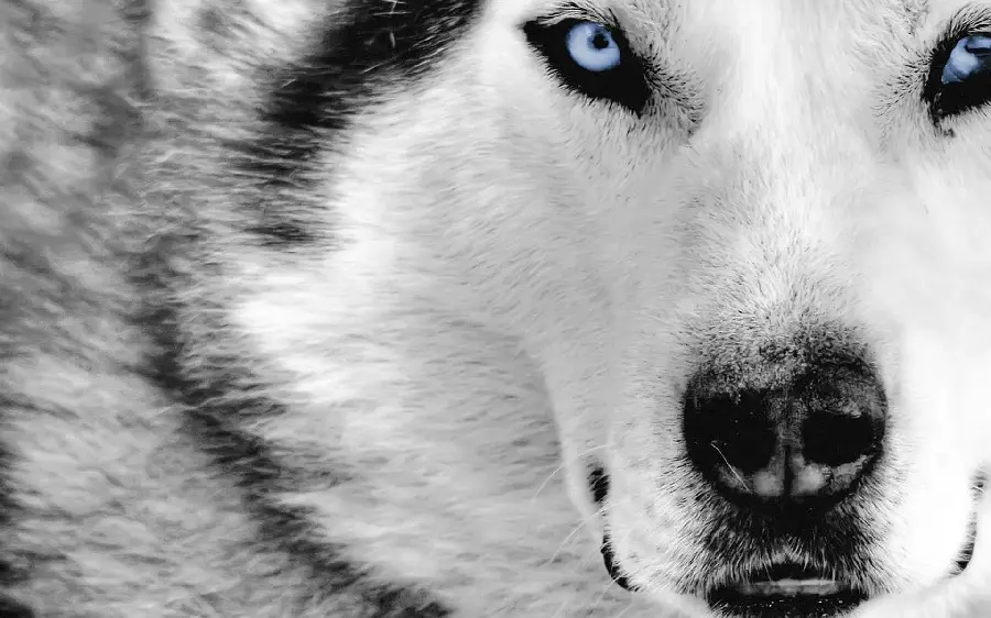  Black and white husky wallpaper with big blue eyes in high quality 