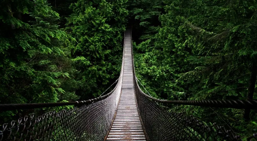 Horrifying Profile Photo of Wooden Suspension Bridge in the Middle of Dark Forest