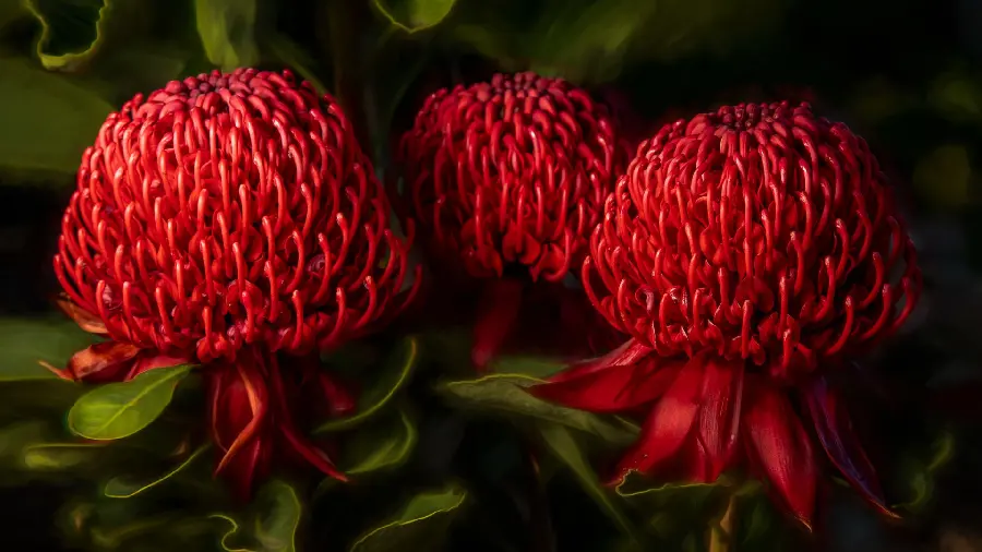 Download Lovely Red Wildflowers Background