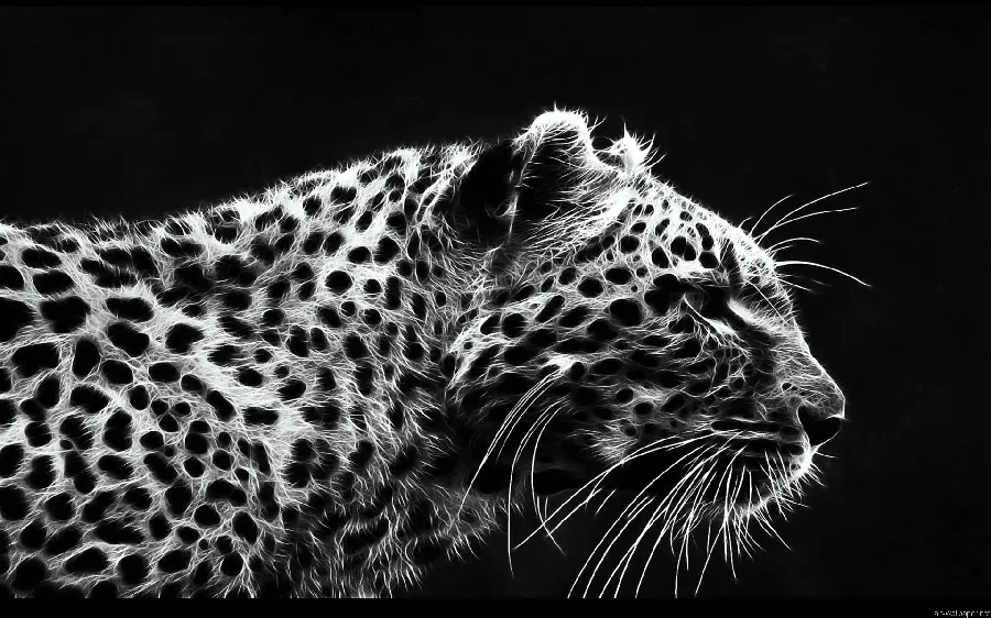 Black and white wallpaper of a rare and endangered leopard